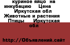 куриное яйцо  на инкубацию  › Цена ­ 60 - Иркутская обл. Животные и растения » Птицы   . Иркутская обл.